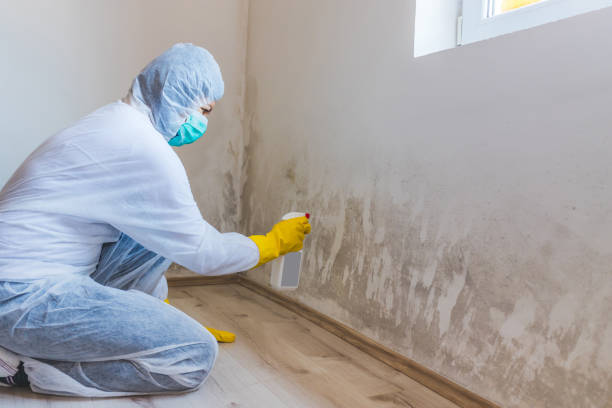 Licensed Mold Cleanup service in Kissimmee, FL - WQB Mold Removal